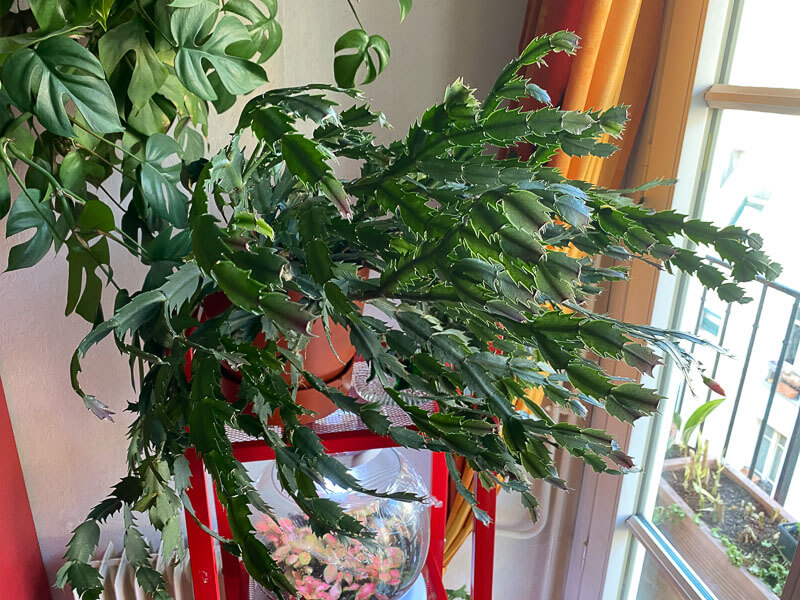 Lire la suite à propos de l’article Rempotage de mes cactées de Noël (Schlumbergera)