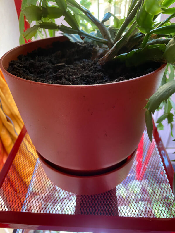 Pot Elho, cactus de Noël (Schlumbergera) sur une étagère, plante d'intérieur, Paris 19e (75)