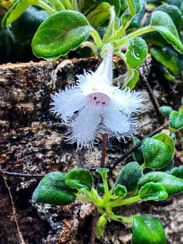 Alsobia dianthiflora, plante d'intérieur, terrarium, Paris 19e (75)