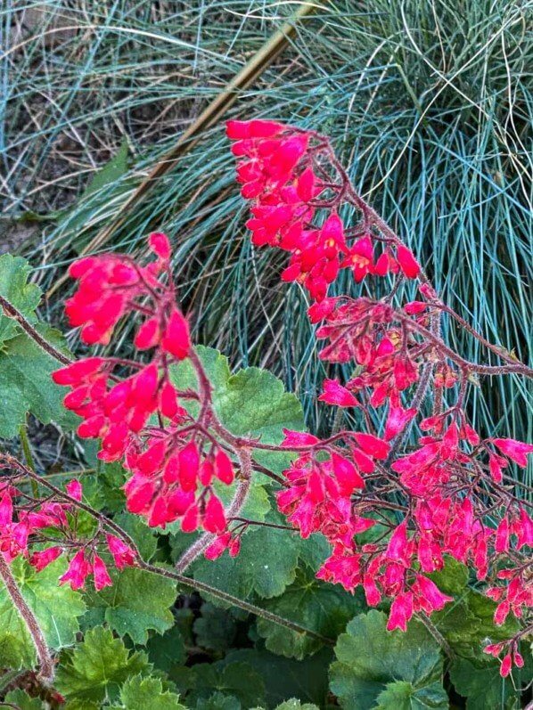 Désespoir du peintre, heuchère, Heuchera sanguinea, Paris 12ème (75)