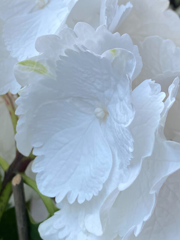 Hortensia (Hydrangea macrophylla) à fleurs blanches, Le 104, Paris 19e (75)