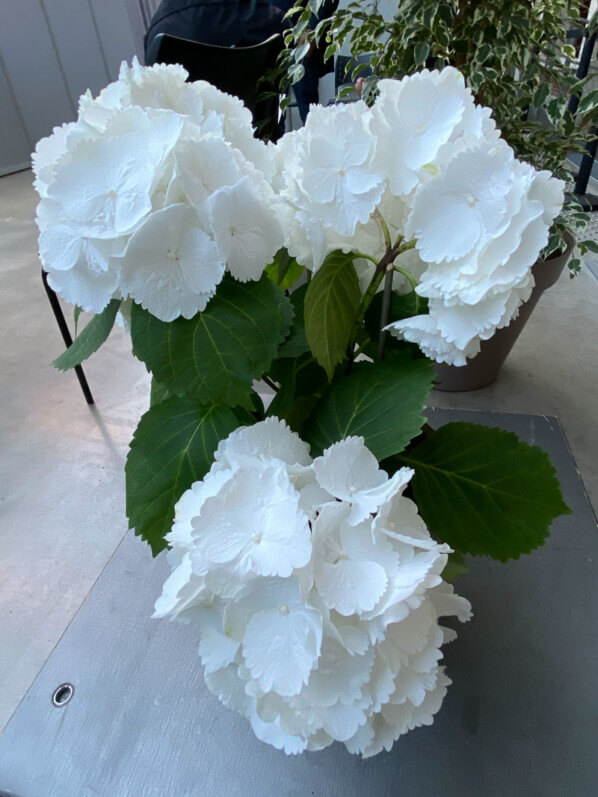 Hortensia (Hydrangea macrophylla) à fleurs blanches, Le 104, Paris 19e (75)