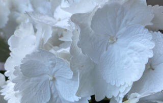 Hortensia (Hydrangea macrophylla) à fleurs blanches, Le 104, Paris 19e (75)