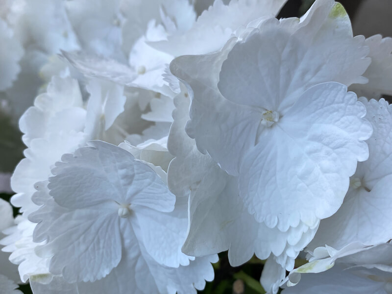 Hortensia (Hydrangea macrophylla) à fleurs blanches, Le 104, Paris 19e (75)