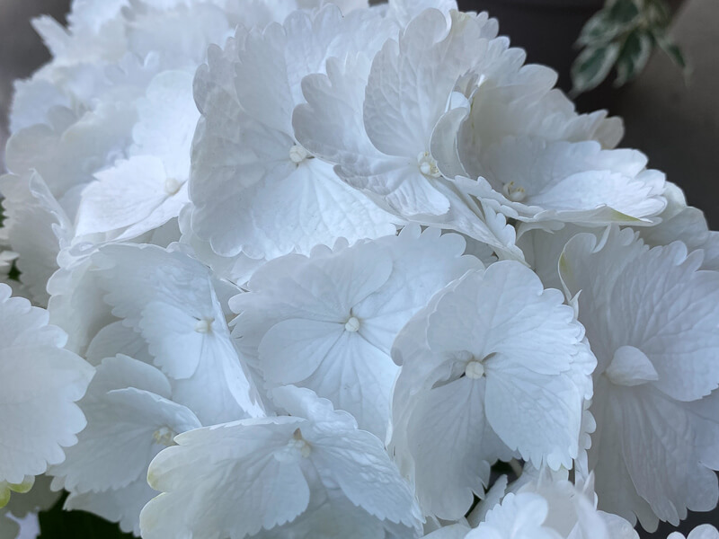 Hortensia (Hydrangea macrophylla) à fleurs blanches, Le 104, Paris 19e (75)