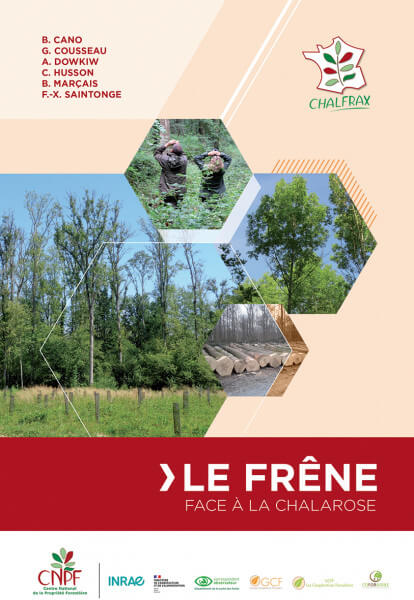 Lire la suite à propos de l’article Le Frêne face à la chalarose