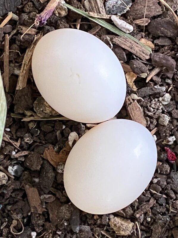 Oeufs de pigeons dans une potée au printemps sur mon balcon parisien, Paris 19e (75)