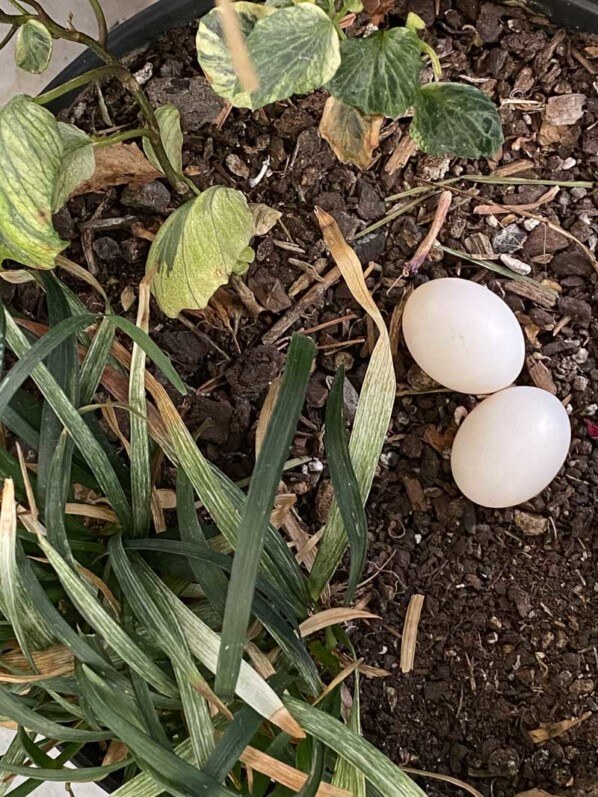 Oeufs de pigeons dans une potée au printemps sur mon balcon parisien, Paris 19e (75)