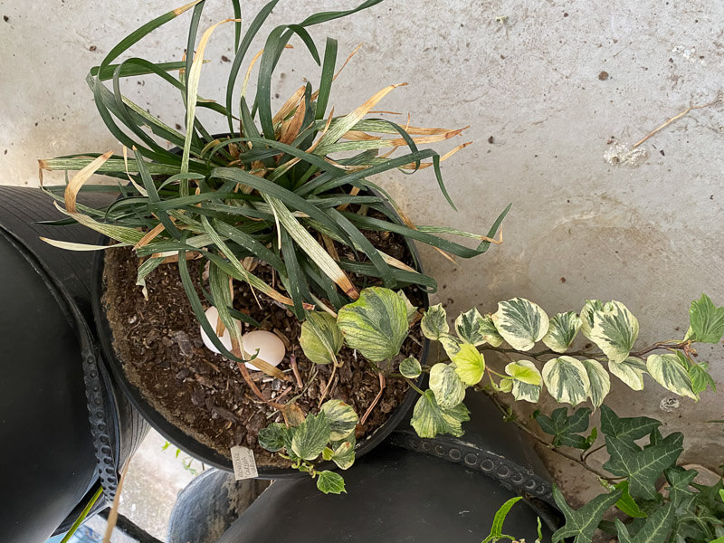 Oeufs de pigeons dans une potée au printemps sur mon balcon parisien, Paris 19e (75)