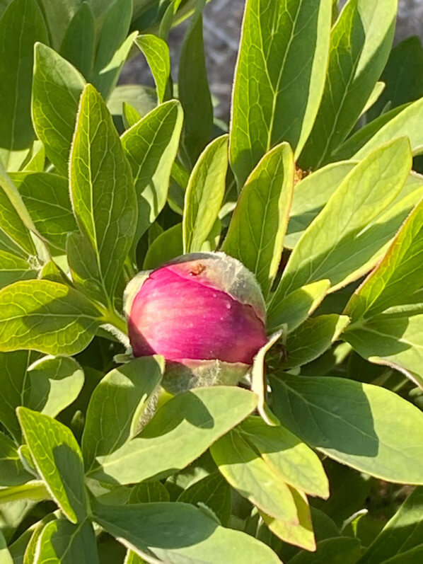 Bouton floral de pivoine officinale, Paeonia officinalis, au printemps dans le Jardin des plantes, Paris 5e (75)