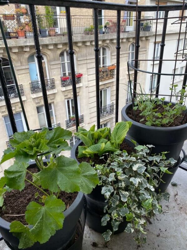 Potées et plantes vivaces au printemps sur mon balcon parisien, Paris 19e (75)
