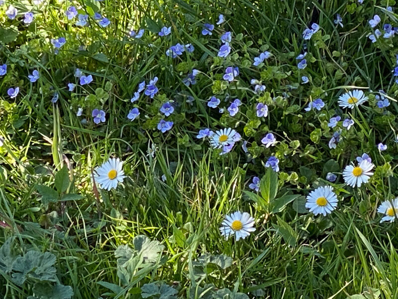 Véroniques et pâquerettes dans une pelouse au printemps dans le Jardin des plantes, Paris 5e (75)