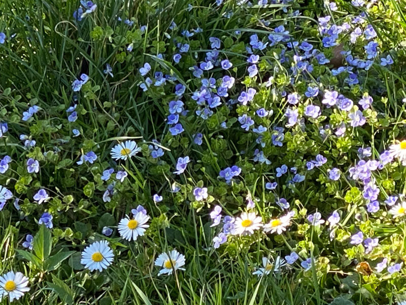 Véroniques et pâquerettes dans une pelouse au printemps dans le Jardin des plantes, Paris 5e (75)