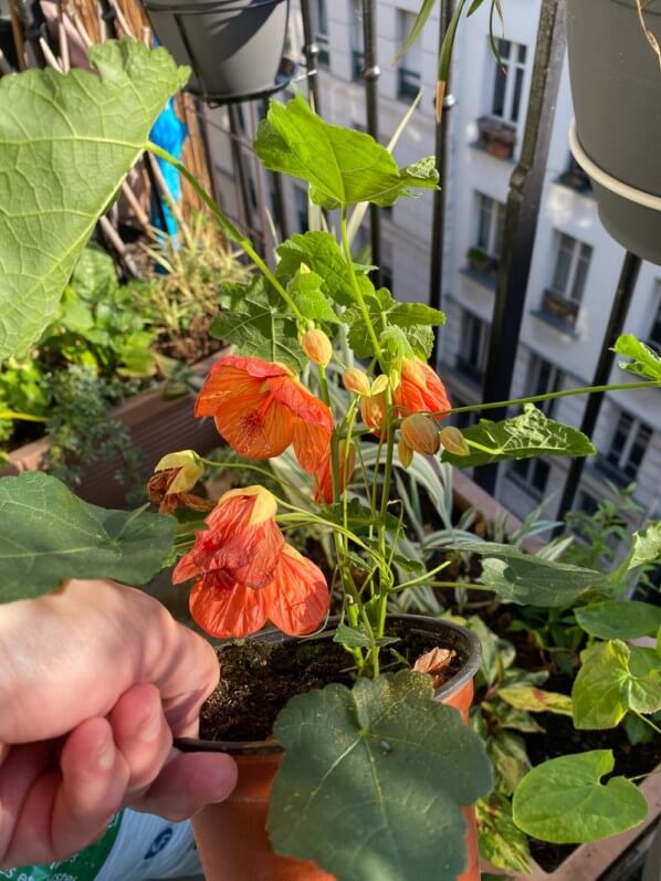 Abutilon hybride au printemps sur mon balcon parisien, Paris 19e (75)