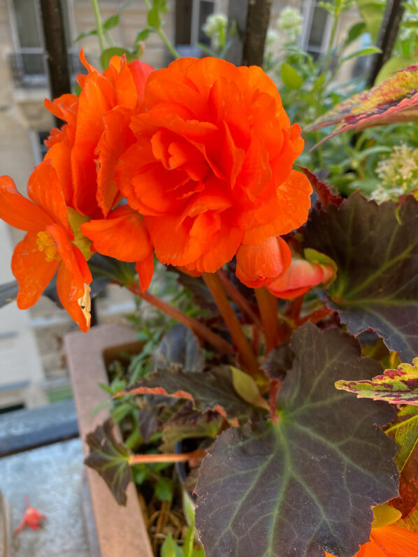 Bégonia tubéreux hybride au printemps sur mon balcon parisien, Paris 19e (75)