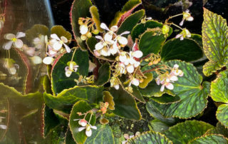 Begonia blancii 'Dark Form', Bégoniacées, fleurs, floraison, plante d'intérieur, terrarium, Paris 19e (75)