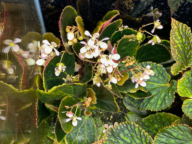 Begonia blancii 'Dark Form', Bégoniacées, fleurs, floraison, plante d'intérieur, terrarium, Paris 19e (75)
