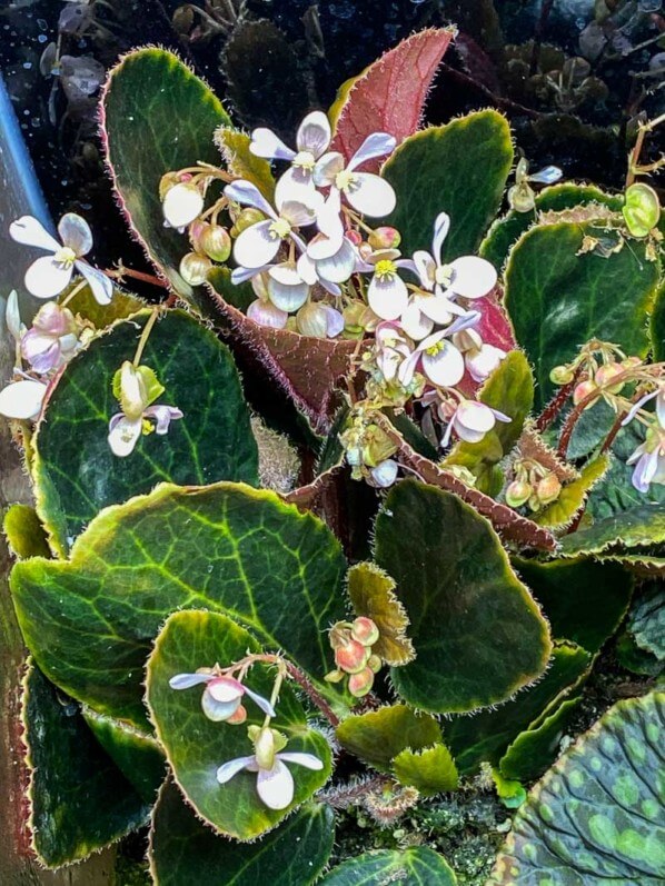 Begonia blancii 'Dark Form', Bégoniacées, fleurs, floraison, plante d'intérieur, terrarium, Paris 19e (75)