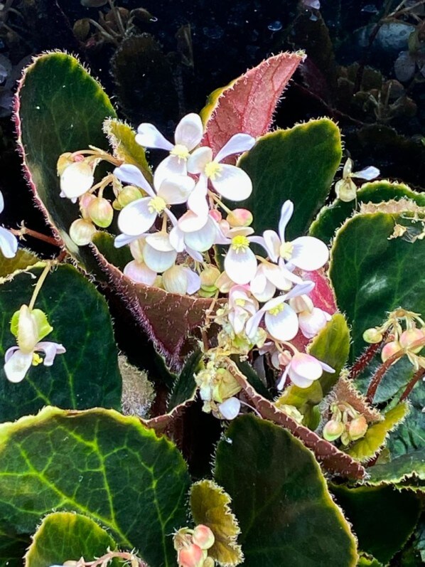 Begonia blancii 'Dark Form', Bégoniacées, fleurs, floraison, plante d'intérieur, terrarium, Paris 19e (75)