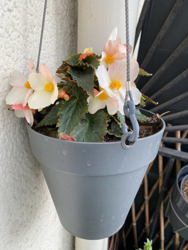 Bégonia tubéreux hybride dans une suspension au printemps sur mon balcon parisien, Paris 19e (75)