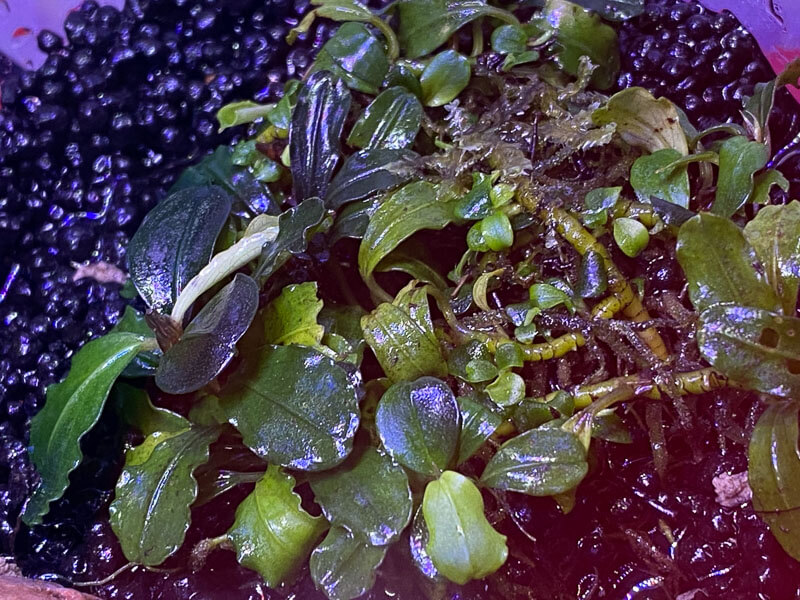 Bucephalandra Cherry Mini, Araceae, plante aquatique, nano aquarium, plante d'intérieur, Paris 19e (75)