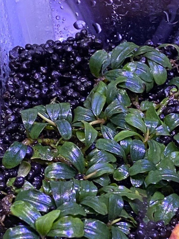 Bucephalandra Kedalang Mini, Araceae, plante aquatique, nano aquarium, plante d'intérieur, Paris 19e (75)