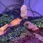 Bucephalandra, Araceae, plantes aquatiques, nano aquarium, plantes d'intérieur, Paris 19e (75)