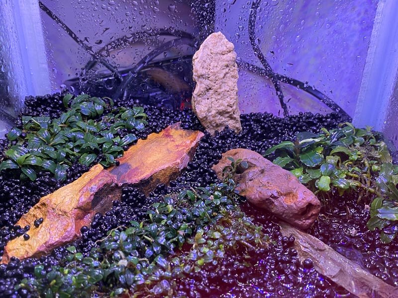 Bucephalandra, Araceae, plantes aquatiques, nano aquarium, plantes d'intérieur, Paris 19e (75)