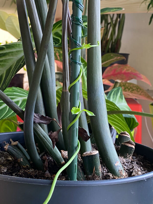 Lire la suite à propos de l’article Mon ceropegia a trouvé son tuteur