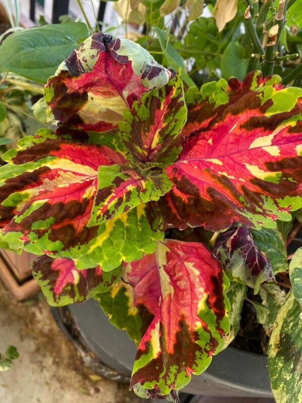 Coleus au printemps sur mon balcon parisien, Paris 19e (75)