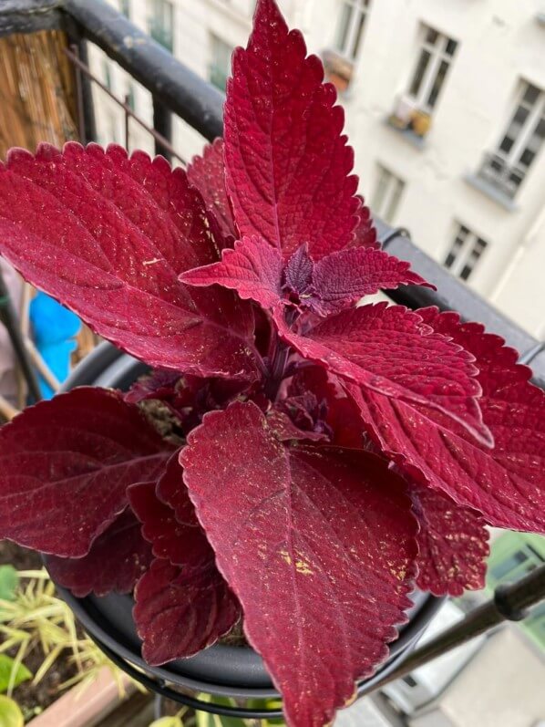 Potée de coléus (Solenostemon) au printemps sur mon balcon parisien, Paris 19e (75)