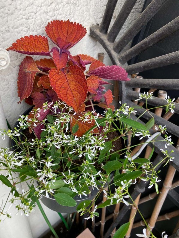 Euphorbe 'Diamond Frost' et coléus (Solenostemon) au printemps sur mon balcon parisien, Paris 19e (75)