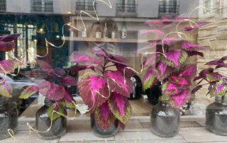 Coleus derrière une vitrine, Paris (75)