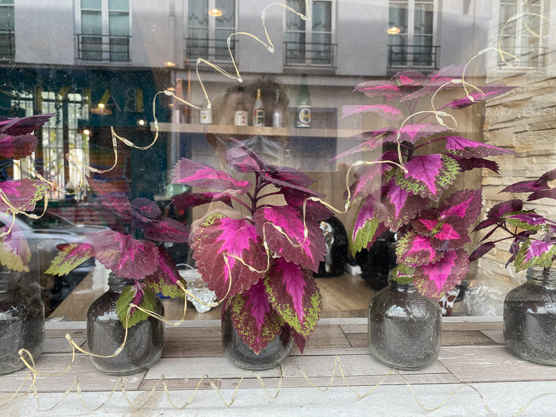 Coleus derrière une vitrine, Paris (75)
