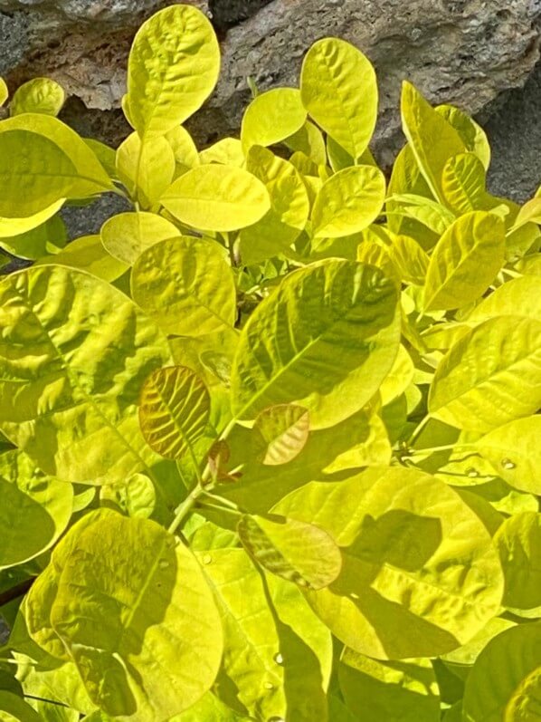 Cotinus coggygria 'Golden Spirit' au printemps, Robinson (92)