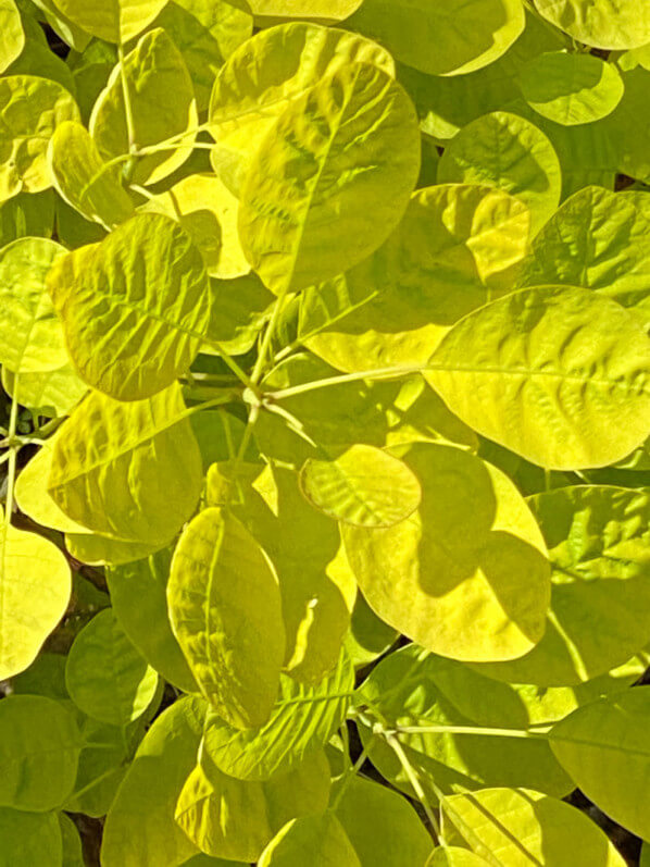 Cotinus coggygria 'Golden Spirit' au printemps, Robinson (92)