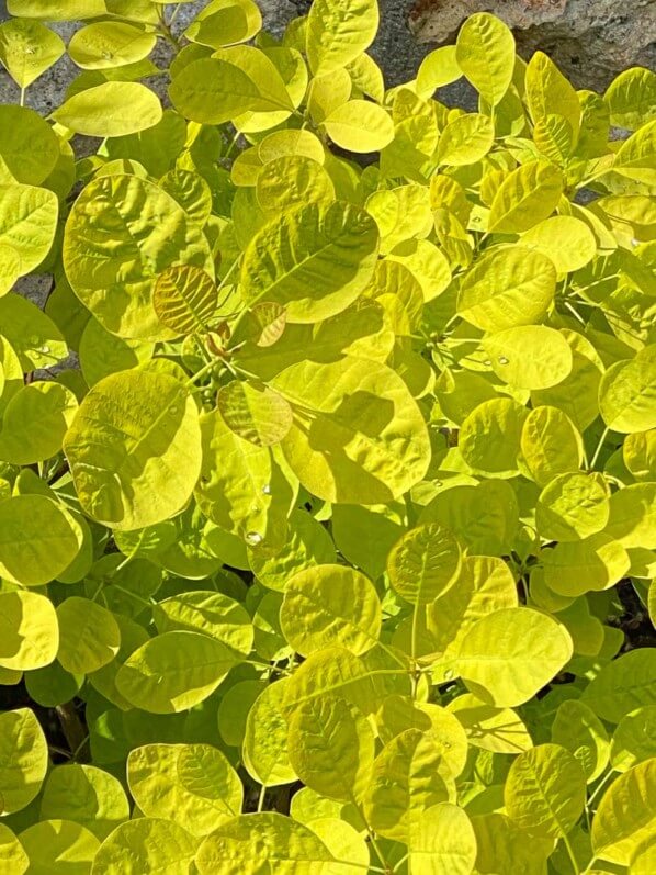 Lire la suite à propos de l’article Cotinus ‘Golden Spirit’ en habit de lumière