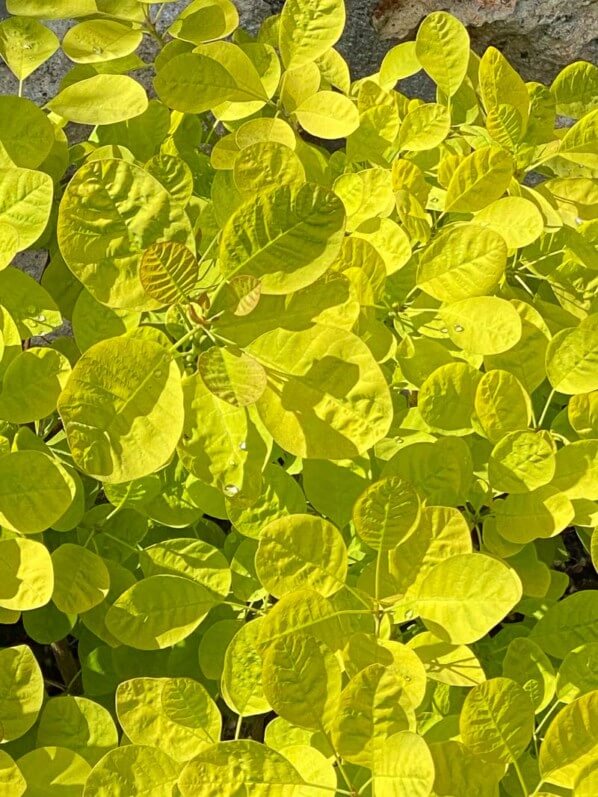 Cotinus coggygria 'Golden Spirit' au printemps, Robinson (92)