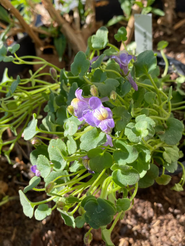 Cymbalaria au printemps sur mon balcon parisien, Paris 19e (75)