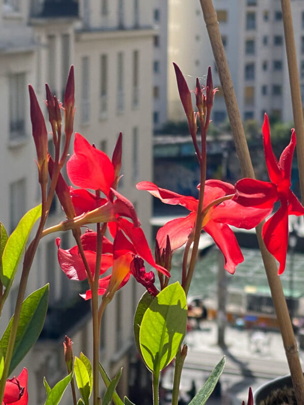 Dipladenia Tokyo Kolibri Mini Scarlet au printemps sur mon balcon parisien, Paris 19e (75), 22 mai 2021, photo Alain Delavie