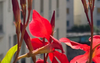 Dipladenia Tokyo Kolibri Mini Scarlet au printemps sur mon balcon parisien, Paris 19e (75)