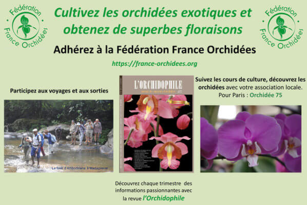 Flyer, Fédération France Orchidées (FFO)