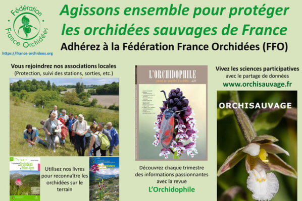 Flyer, Fédération France Orchidées (FFO)