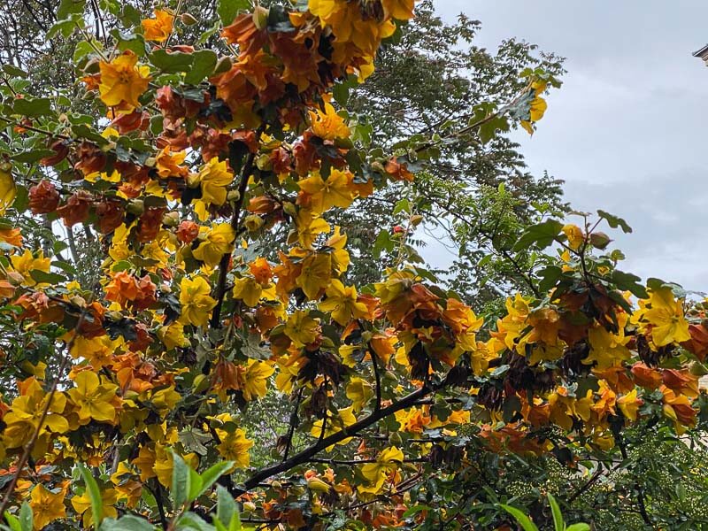 Fremontodendron au printemps, Marché aux fleurs, Île de la Cité, Paris 4ème (75)