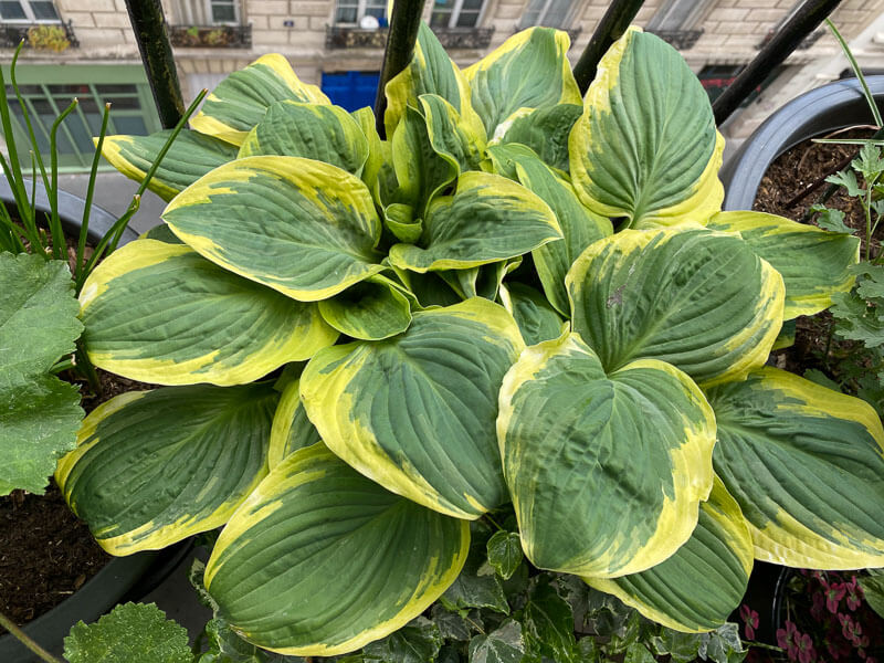 Hosta 'Diana Remembered' au printemps sur mon balcon parisien, Paris 19e (75)