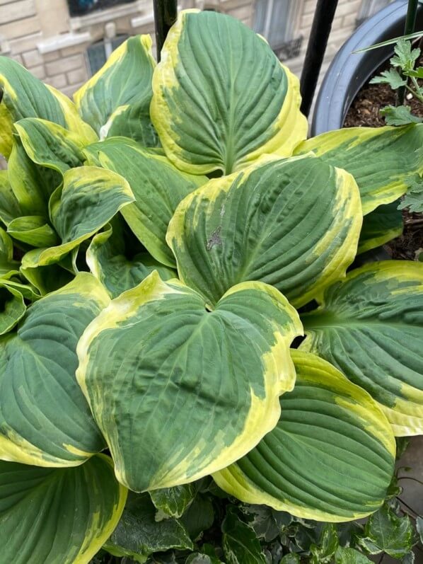 Hosta 'Diana Remembered' au printemps sur mon balcon parisien, Paris 19e (75)