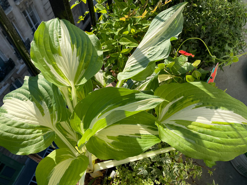 Hosta 'Night before Christmas' au printemps sur mon balcon parisien, Paris 19e (75)