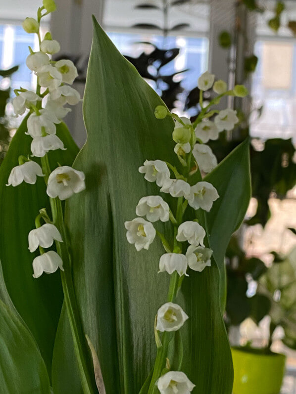 Potée de muguet, Paris 19e (75)