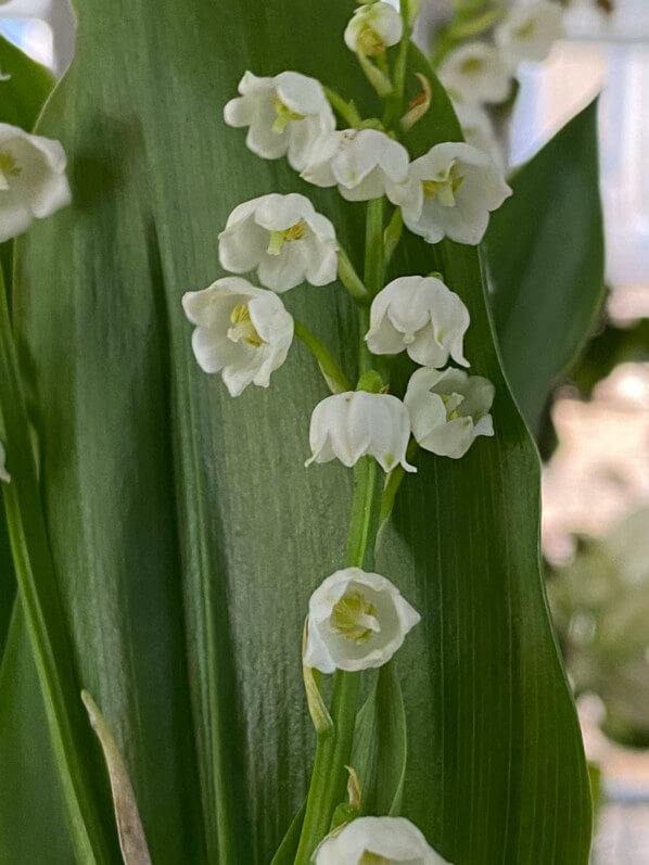 Potée de muguet, Paris 19e (75)