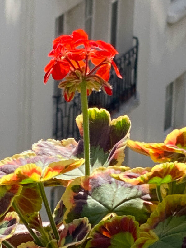 Pelargonium au printemps sur mon balcon parisien, Paris 19e (75)